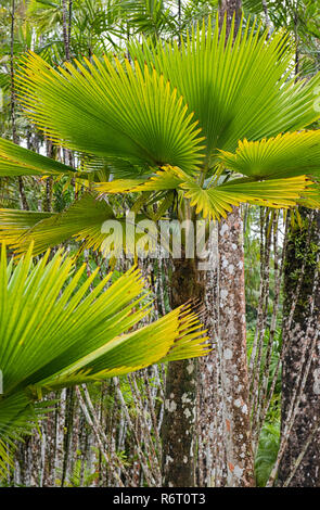 Palm Licuala Grandis Ventilateur ébouriffé au jardin de balata Martinique Banque D'Images