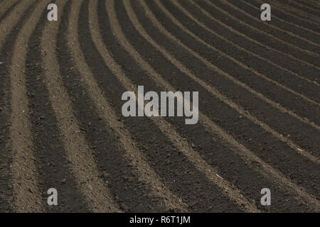 Sol fertile comme base pour une culture agricole fonctionnelle Banque D'Images