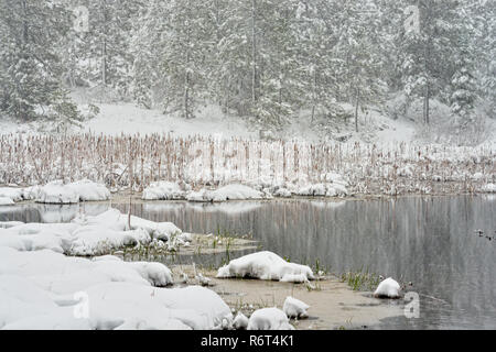 La fin de l'automne de neige dans un étang de castors, Grand Sudbury, Ontario, Canada Banque D'Images