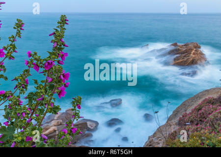 Belle fleur sur le littoral espagnol en Costa Brava Banque D'Images