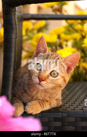 Jeune chat de gingembre, 3 mois, allongé sur une chaise de jardin Banque D'Images