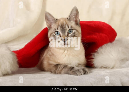 Jeune chat domestique, 3 mois tabbyy, seal point, couché au pied d'un santa claus hat Banque D'Images