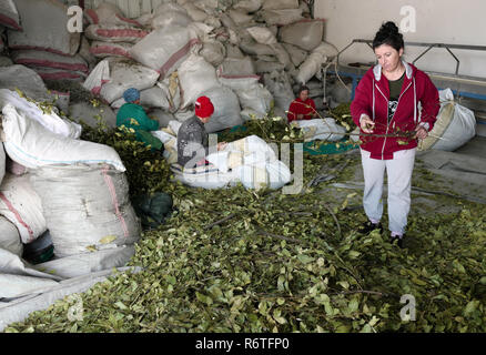 Divjaka, Albanie. 31 octobre, 2018. Les femmes trient et branches de laurier défolier réel dans une salle de la ferme biologique 'BioBes' dans Divjaka dans l'ouest de l'Albanie. BioBes produit des épices et herbes médicinales en culture biologique. Crédit : Peter Endig/dpa-Zentralbild/ZB/dpa/Alamy Live News Banque D'Images