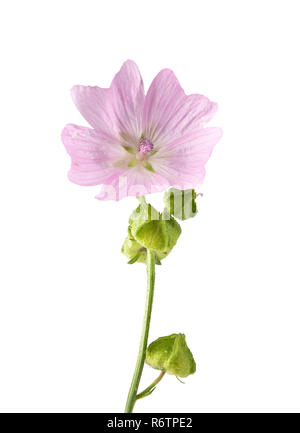 Musk mallow-isolated Banque D'Images