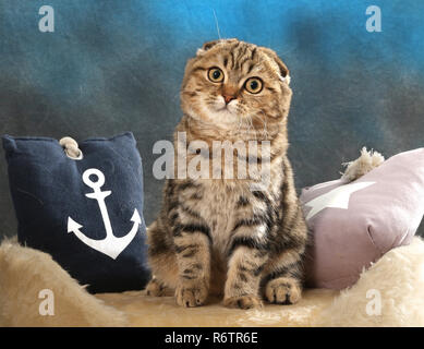 Scottish Fold, noir tabby blotched, assis sur un coussin Banque D'Images