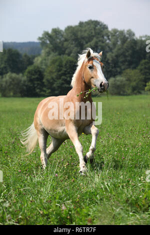 Beau haflinger palomino fonctionnant en liberté tout en se nourrissant d'herbe Banque D'Images