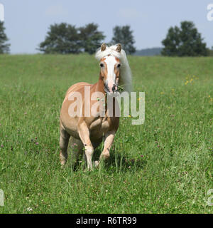 Beau haflinger palomino fonctionnant en liberté tout en se nourrissant d'herbe Banque D'Images