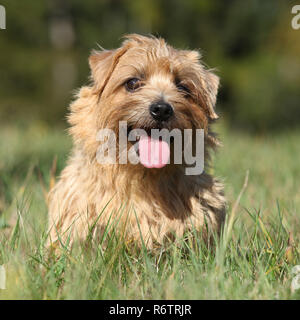 Vous sourit de terrier de Norfolk dans l'herbe haute Banque D'Images