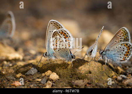 Beaucoup de jolies papillons à ailes gossamer ensemble au repos Banque D'Images