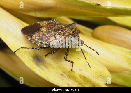 Troilus luridus Shieldbug (bronze) reposant sur des graines d'un frêne. Tipperary, Irlande Banque D'Images