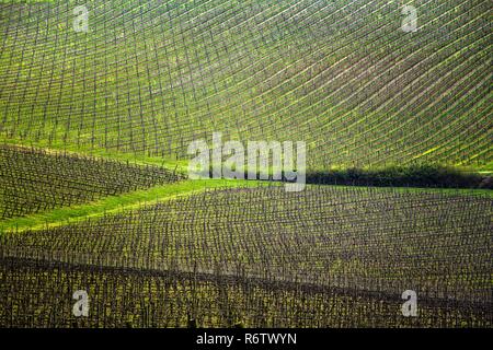 Arrière-plan de vignobles dans les collines de la Toscane au printemps, Italie Banque D'Images