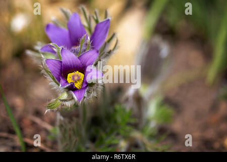 Anémone pulsatille (pulsatilla vulgaris) dans le jardin Banque D'Images