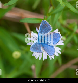 Blue (Polyommatus icarus commune) se nourrissant de Michaelmas daisy Aster (spec.), Parc national de Peak District, Angleterre Banque D'Images