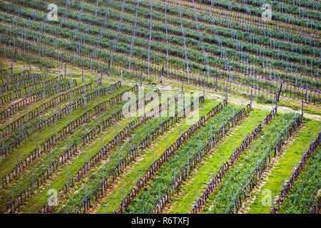 Arrière-plan de vignobles dans les collines de la Toscane au printemps, Italie Banque D'Images