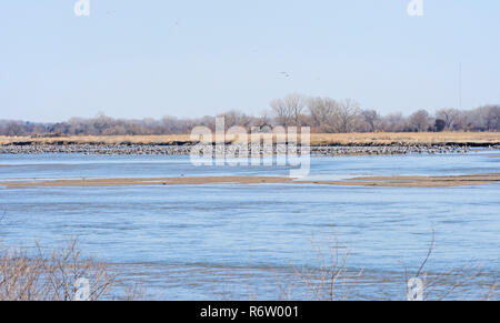 Les Grues du Canada sur la rivière Platte au printemps Banque D'Images