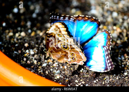 Beaux papillons Banque D'Images