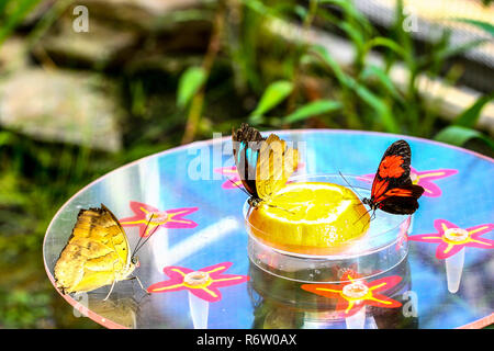 Beaux papillons Banque D'Images