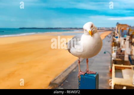 Mouette à Saint-Malo, Bretagne, France Banque D'Images