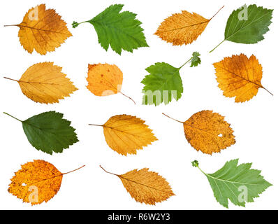 Ensemble de feuilles de divers arbres isolés d'aubépine Banque D'Images