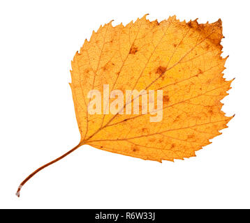 L'arrière de la feuille séchée jaune arbre d'aubépine Banque D'Images