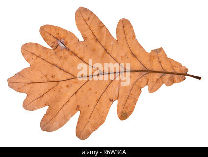 Feuille de chêne tombée isolated on white Banque D'Images