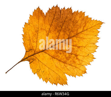 Des feuilles d'automne jaune d'aubépine isolés d'arbres Banque D'Images