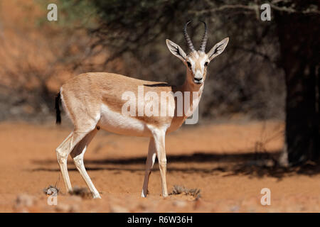 Gazelle des sables d'arabie Banque D'Images