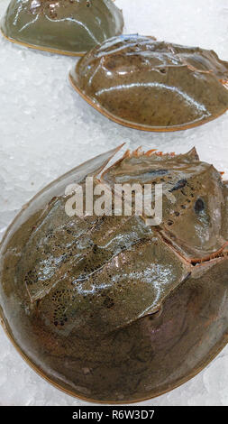 Carcinoscorpius rotundicauda sur la glace pour la réfrigération pour maintenir la fraîcheur dans les marchés aux bestiaux. Banque D'Images