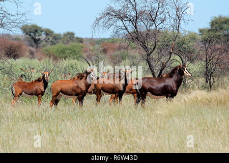 Les antilopes sable dans l'habitat naturel Banque D'Images