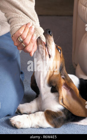 basset hound, mâle juvénile, mâcher la manche du cardigan des propriétaires Banque D'Images