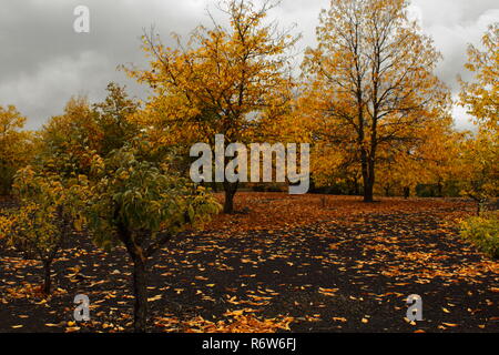 Paisaje de otoño. paysage d'automne Banque D'Images