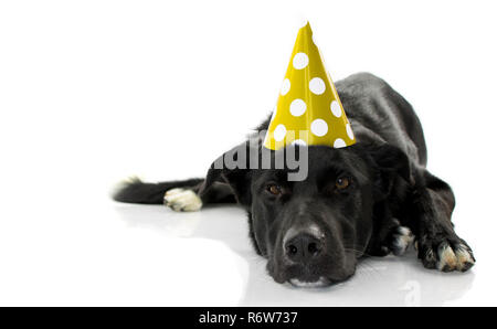 Funny Chien Noir Fêter Un Anniversaire Ou Le Nouvel An Avec