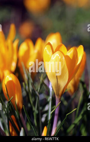 Les crocus jaune s'épanouissent dans la nature jardin Banque D'Images