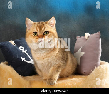 Scottish straight, black golden ticked, assis sur un coussin Banque D'Images