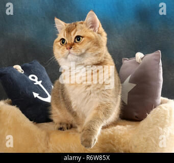 Scottish straight, black golden ticked, assis sur un coussin Banque D'Images