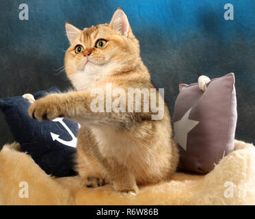 Scottish straight, black golden ticked, assis sur un coussin Banque D'Images