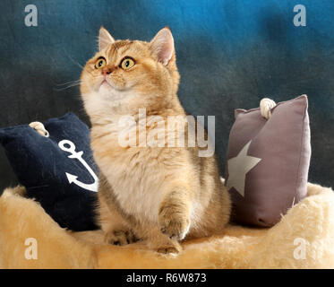 Scottish straight, black golden ticked, assis sur un coussin Banque D'Images