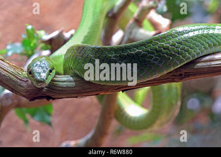 Close-up of serpent gonyosoma oxycephalum spitzkopf Banque D'Images