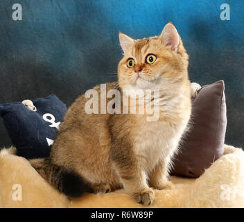 Scottish straight, black golden ticked, assis sur un coussin Banque D'Images