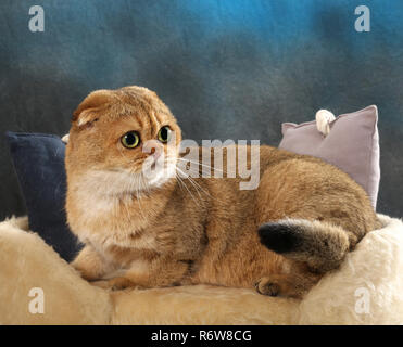 Scottish Fold, noir golden ticked, assis sur un coussin Banque D'Images
