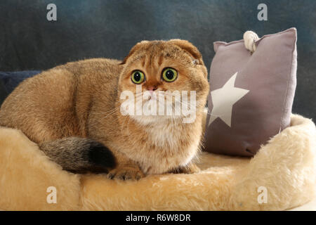 Scottish Fold, noir golden ticked, assis sur un coussin Banque D'Images
