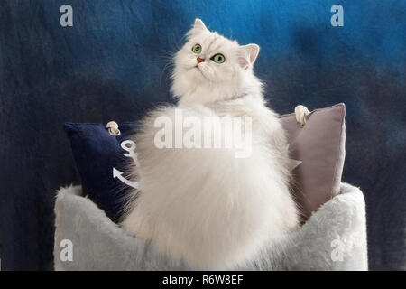 Highland straight, Black Silver Shaded, assis sur un coussin Banque D'Images