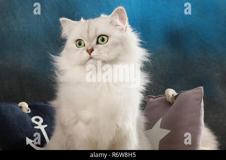 Highland straight, Black Silver Shaded, assis sur un coussin Banque D'Images