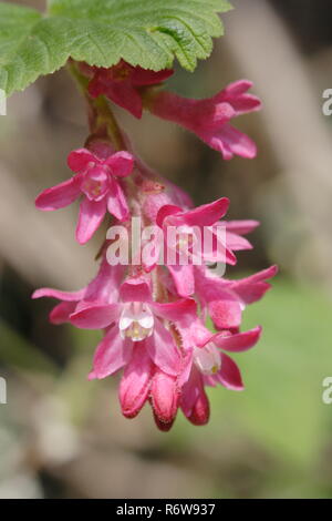 Jardin anglais, de fleurs (escallonia) printemps en plein soleil Banque D'Images