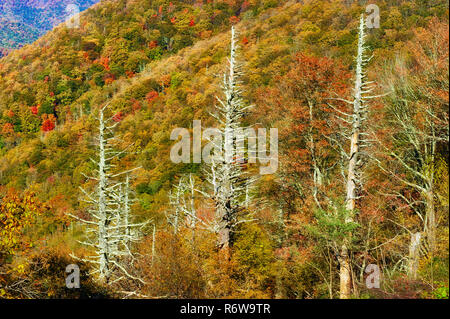 Sites touristiques Autman le long de la promenade en bleu dans la section entre hautes terres des Appalaches Blowing Rock et Asheville, Caroline du Nord. Vie de Bald Knob Banque D'Images