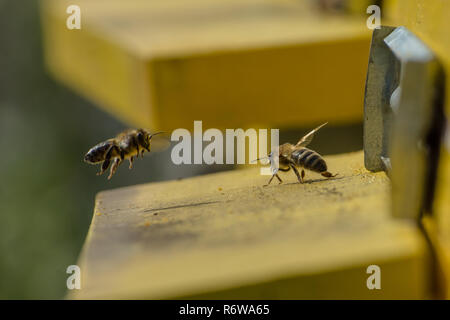 Ruches dans un rucher. Vol à l'atterrissage d'abeilles et d'entrer dans la ruche, à vol d'abeille ruche. Banque D'Images