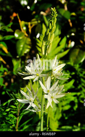 Anthericum liliago Banque D'Images
