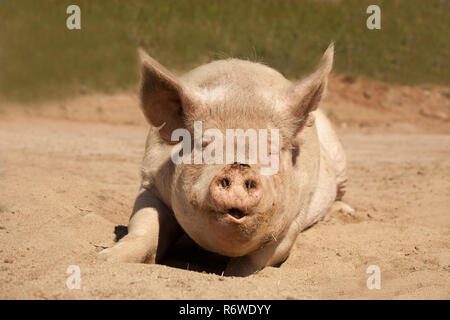 Un gros cochon mère jette sur son ventre vers l'avant. Elle a son eys fermée avec sa bouche ouverte. Elle semble être souriant. Il est couvert de saleté. Banque D'Images