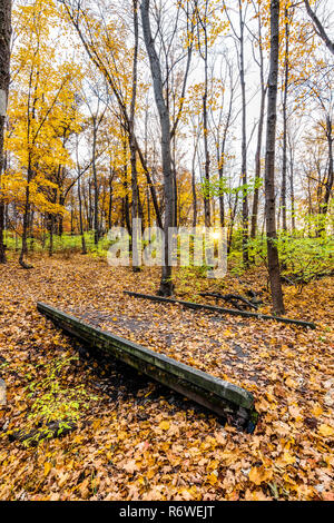 Un sentier forestier à l'automne avec le feuillage jaune/orange et les feuilles tombent des arbres sur le pont. Banque D'Images