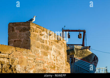 Gull dans le vieux port de pêche d'Essaouira, Maroc Banque D'Images